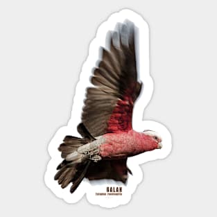 Galah_01C Sticker